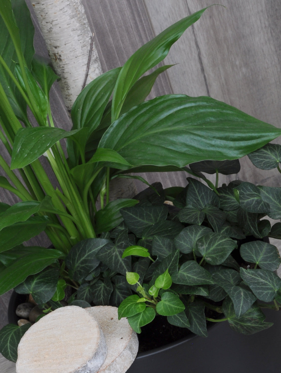 Duo de plantes tropicales élégance