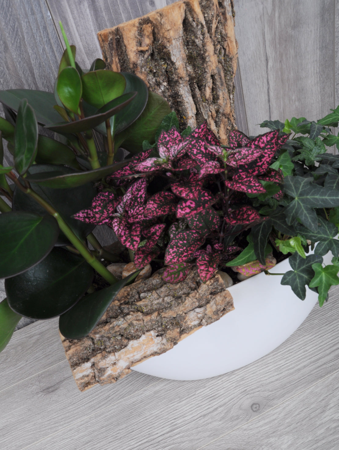 Trio de plantes tropicales
