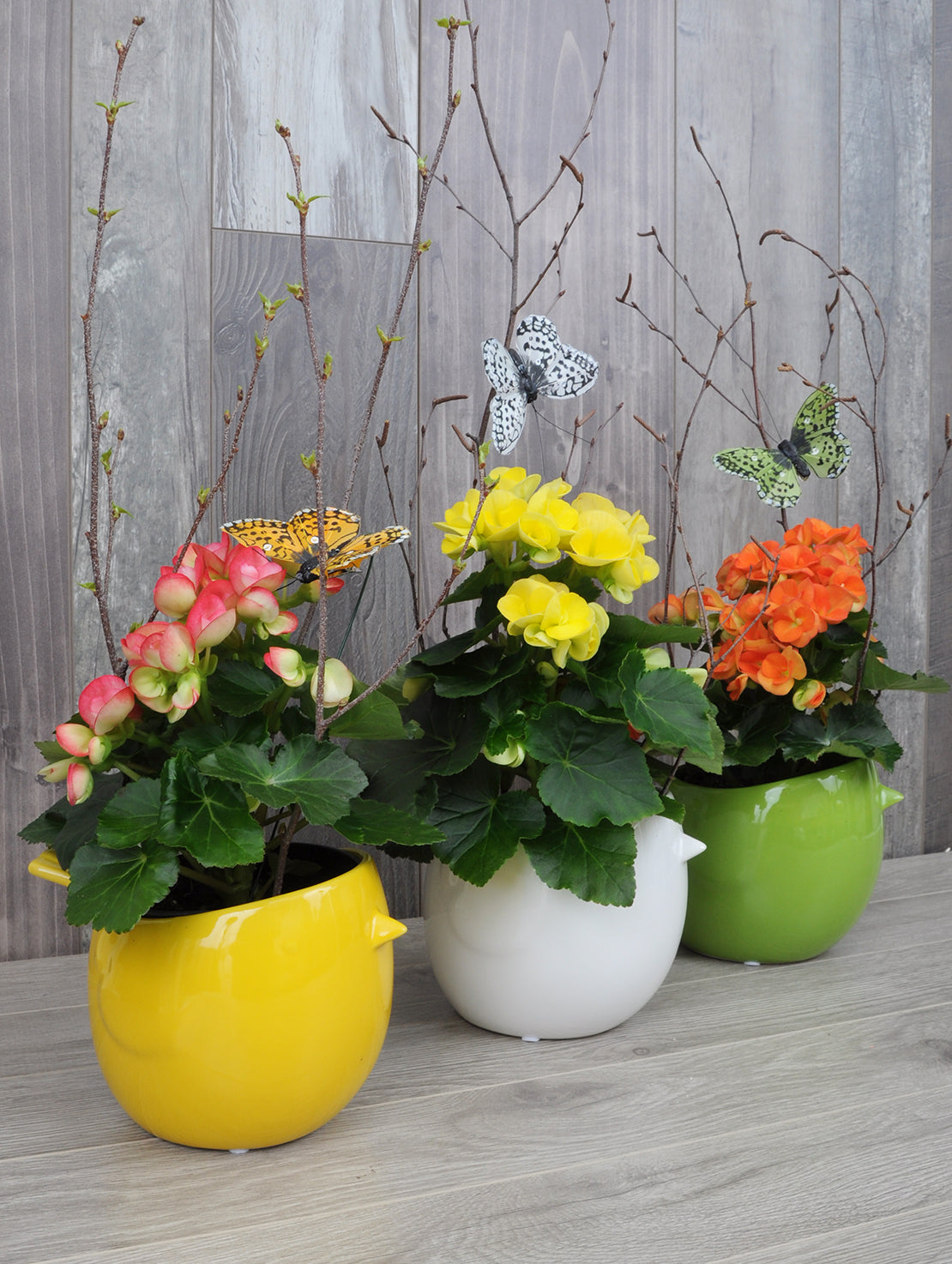Begonia et oiseau colores