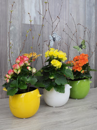 Begonia et oiseau colores