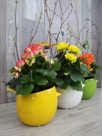 Begonia et oiseau colores
