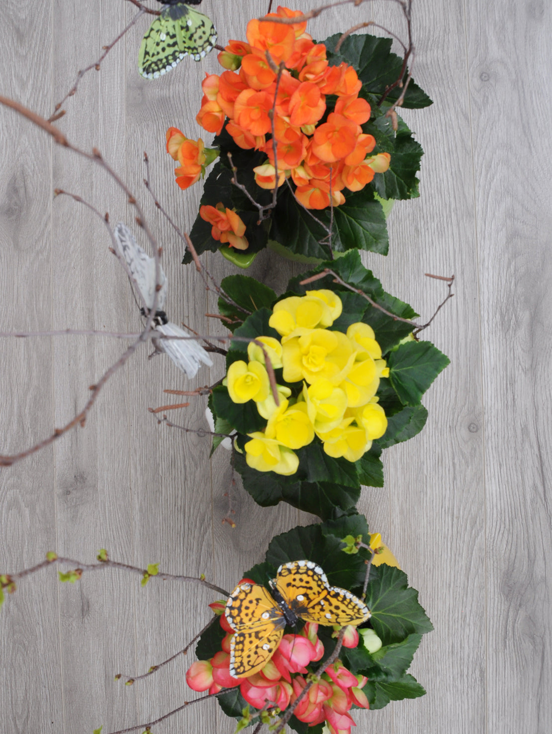 Begonia et oiseau colores