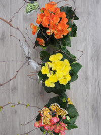 Begonia et oiseau colores