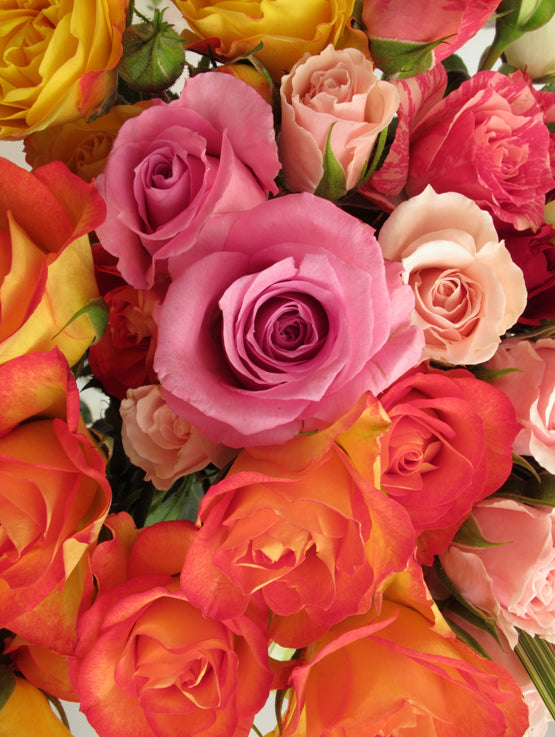 BQT136 douzaine de roses colorees