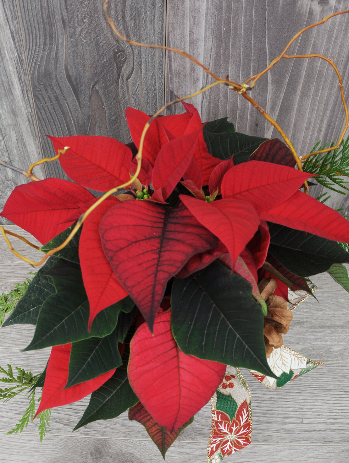 NOE286 poinsettia chic et classique