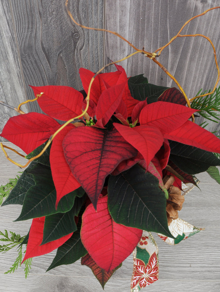 NOE286 poinsettia chic et classique
