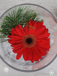 NOE299 une fleur sur glace