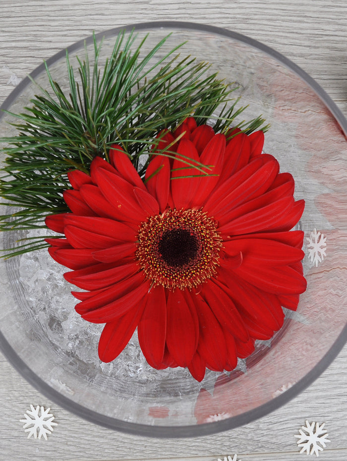 NOE299 une fleur sur glace