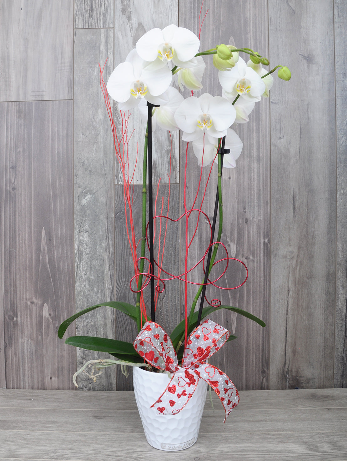 Orchid Affection