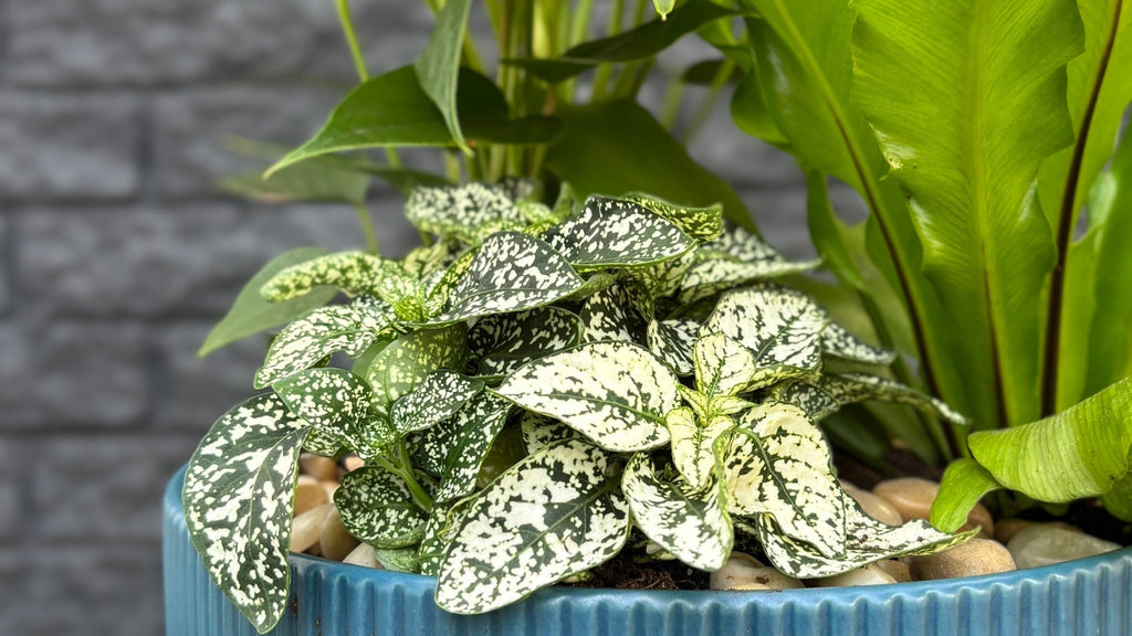 Comment égayer sa maison en hiver avec des plantes