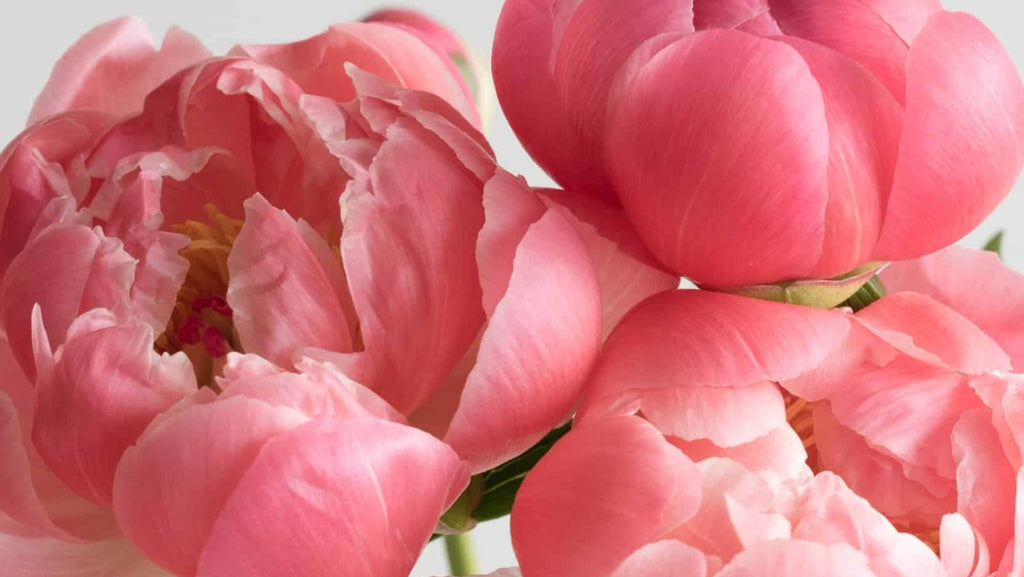 Les bouquets de pivoines : comment les entretenir pour une beauté durable 