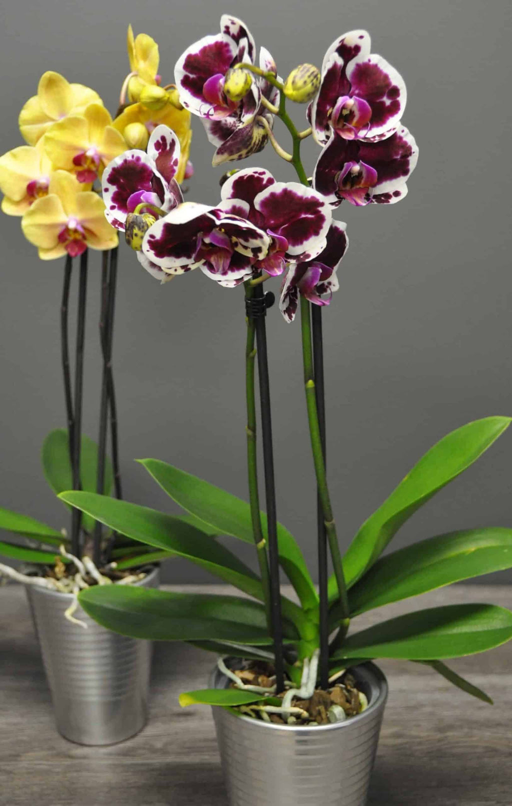 Orchidées : comment les faire refleurir?