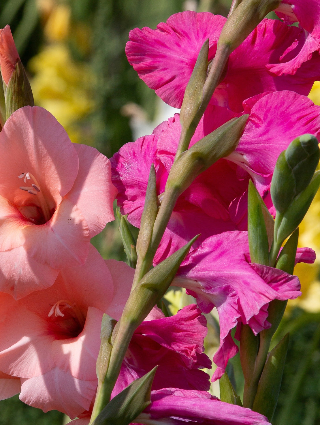 Gladioli season