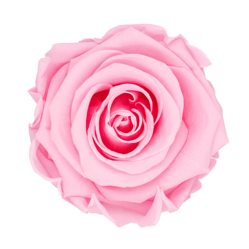 Preserved rose in a box