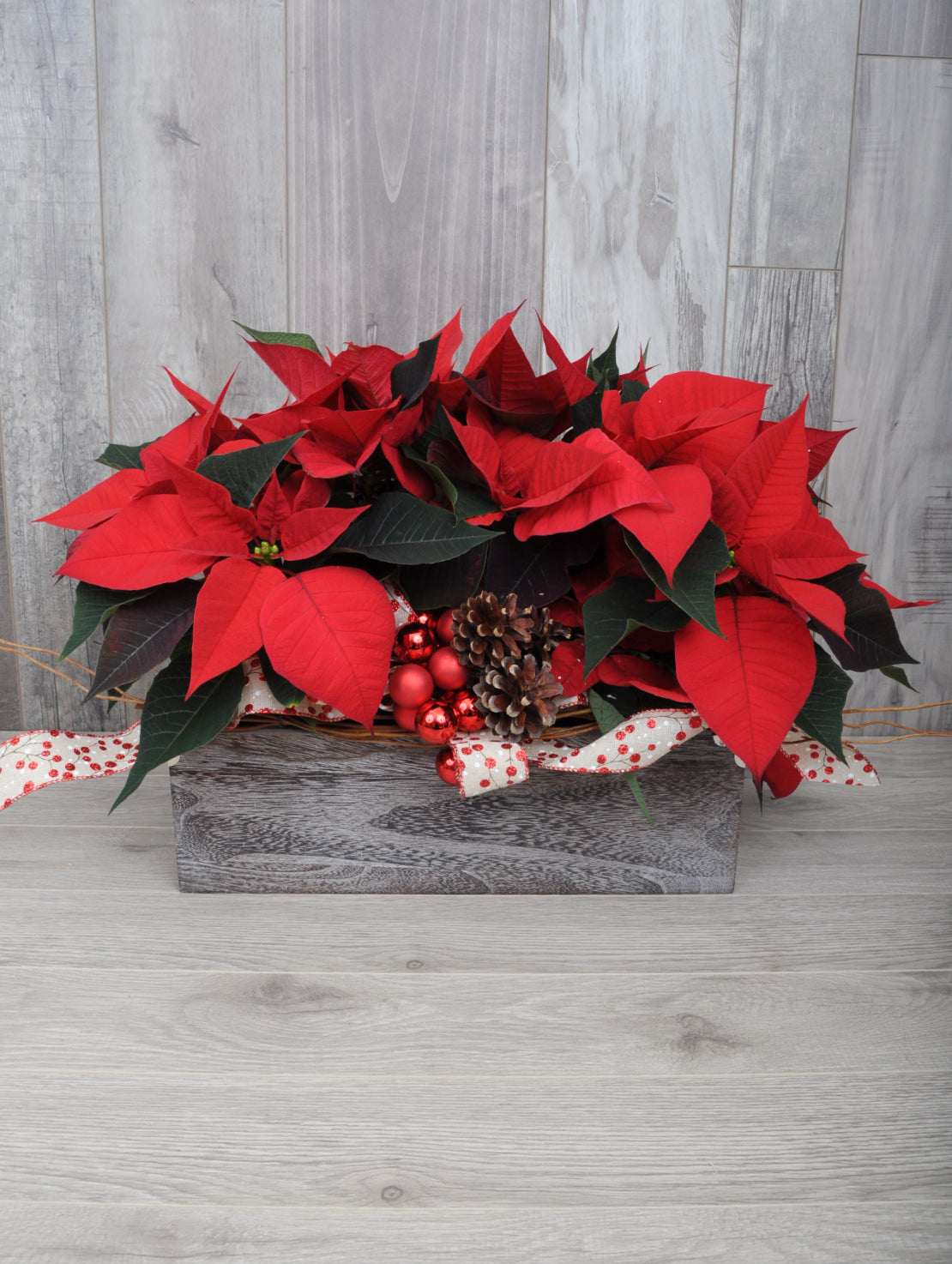 Poinsettia In Trio