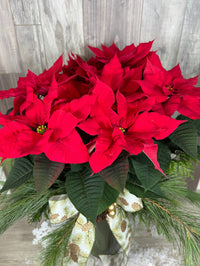 NOE212 Poinsettia local festif