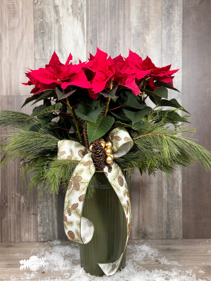 NOE212 Poinsettia local festif