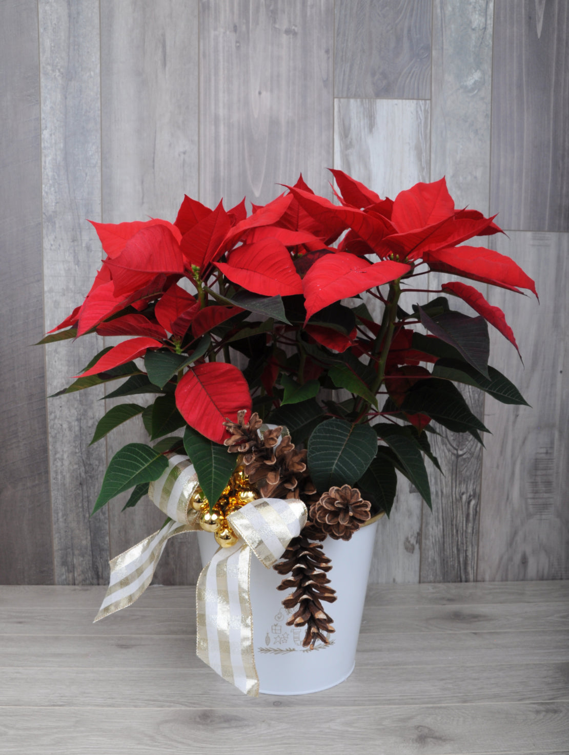 Festive Poinsettia