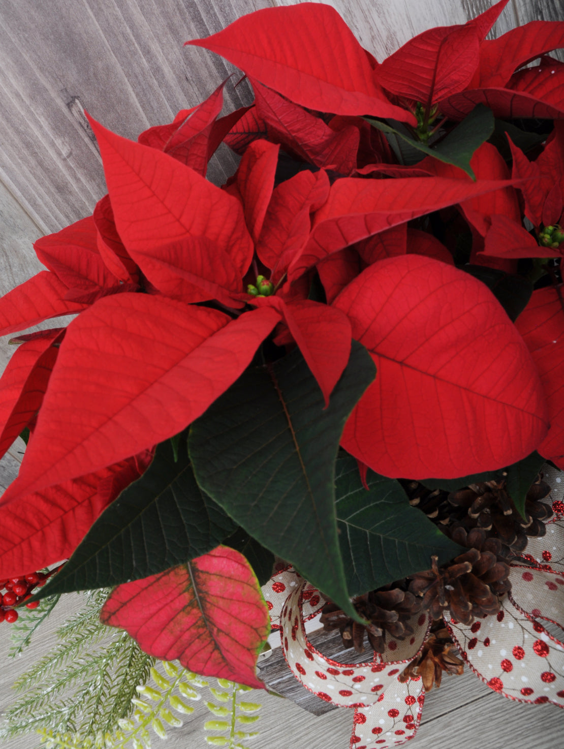 Poinsettia As A Duo