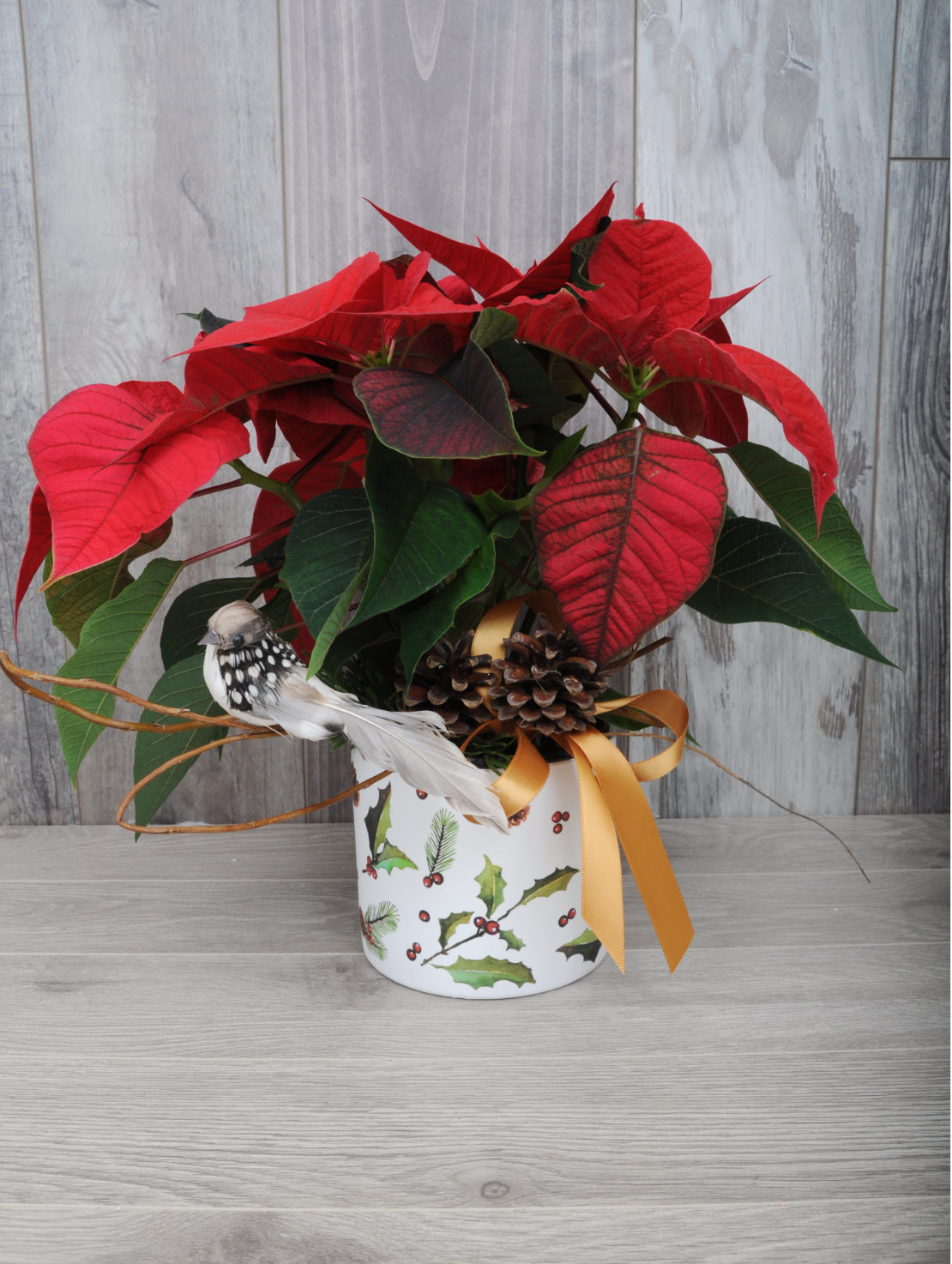 Poinsettia à offrir pour Noël