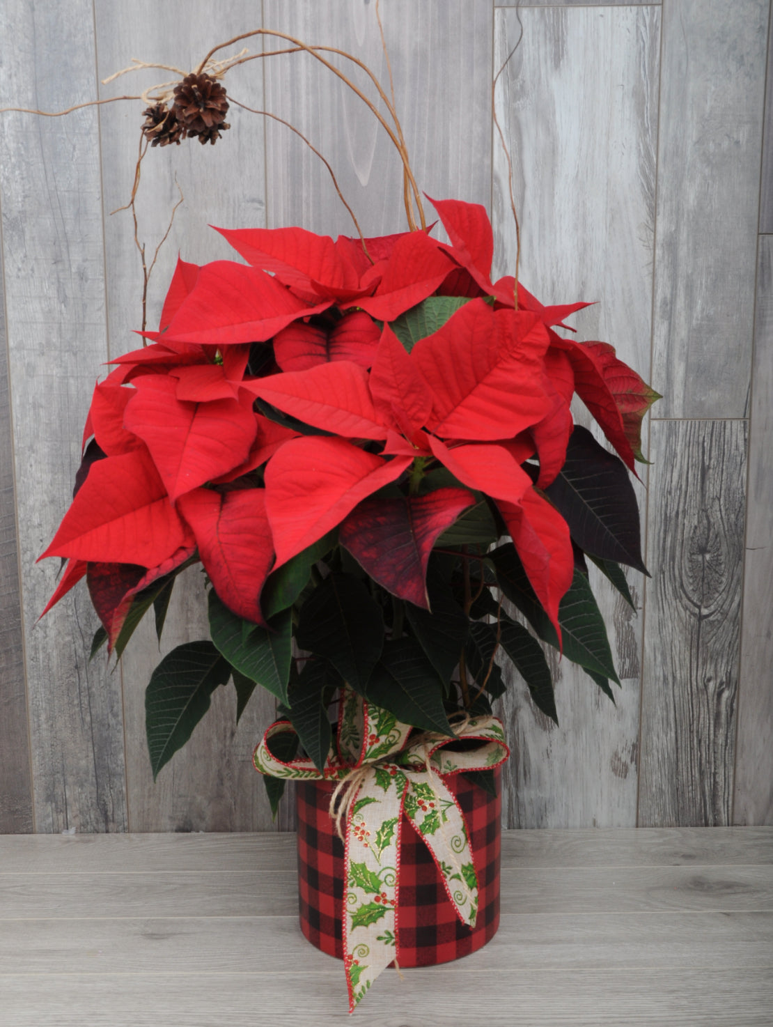 Poinsettia à offrir pour Noël