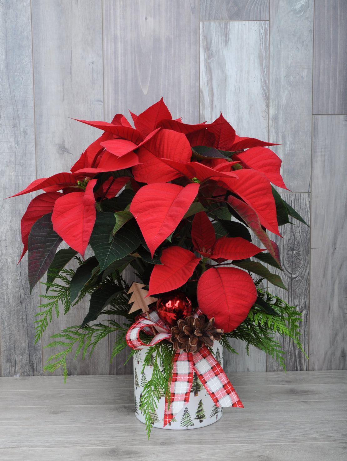 Poinsettia à offrir pour Noël