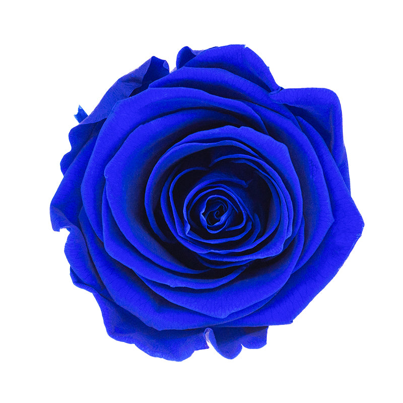 Preserved Rose As A Gift