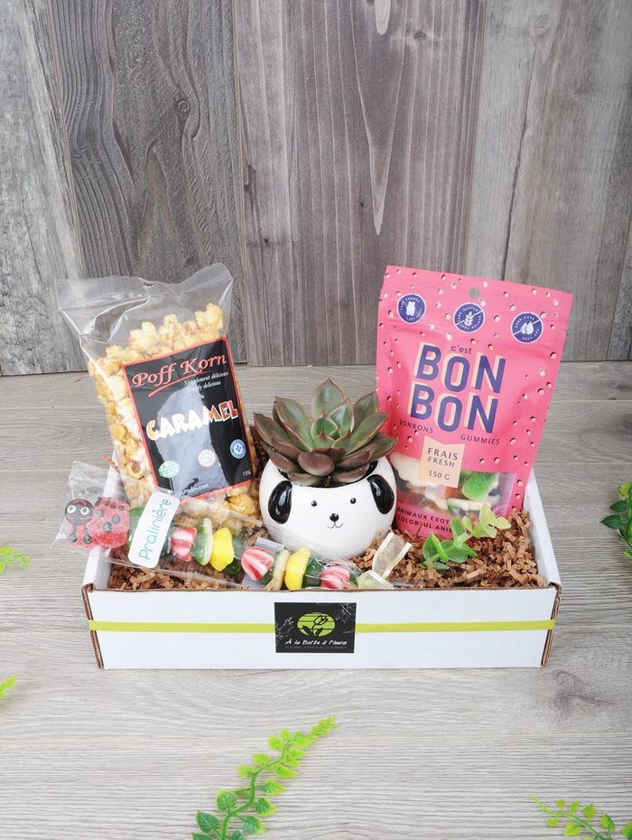 Plante succulente et succulentes sucreries