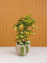 PLA082 Plante élégante au look nature