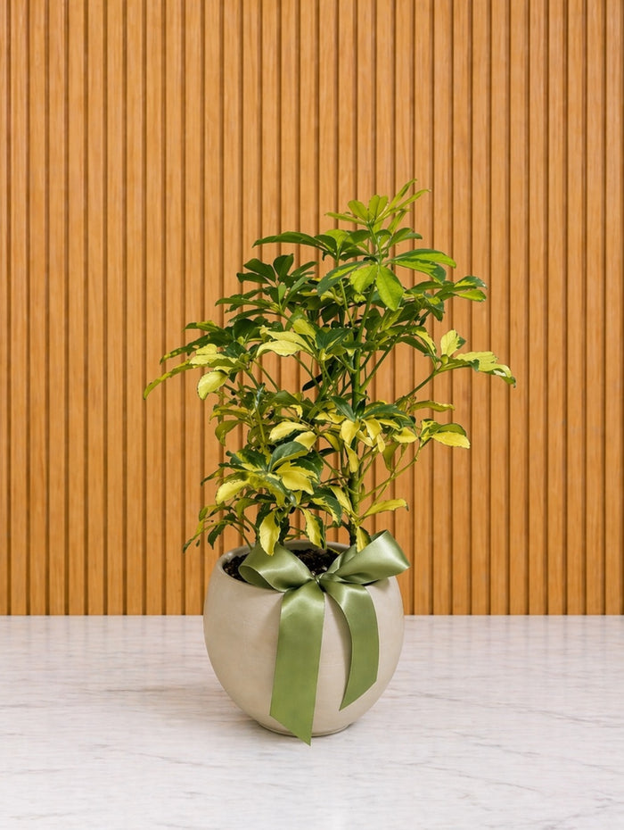 PLA082 Plante élégante au look nature