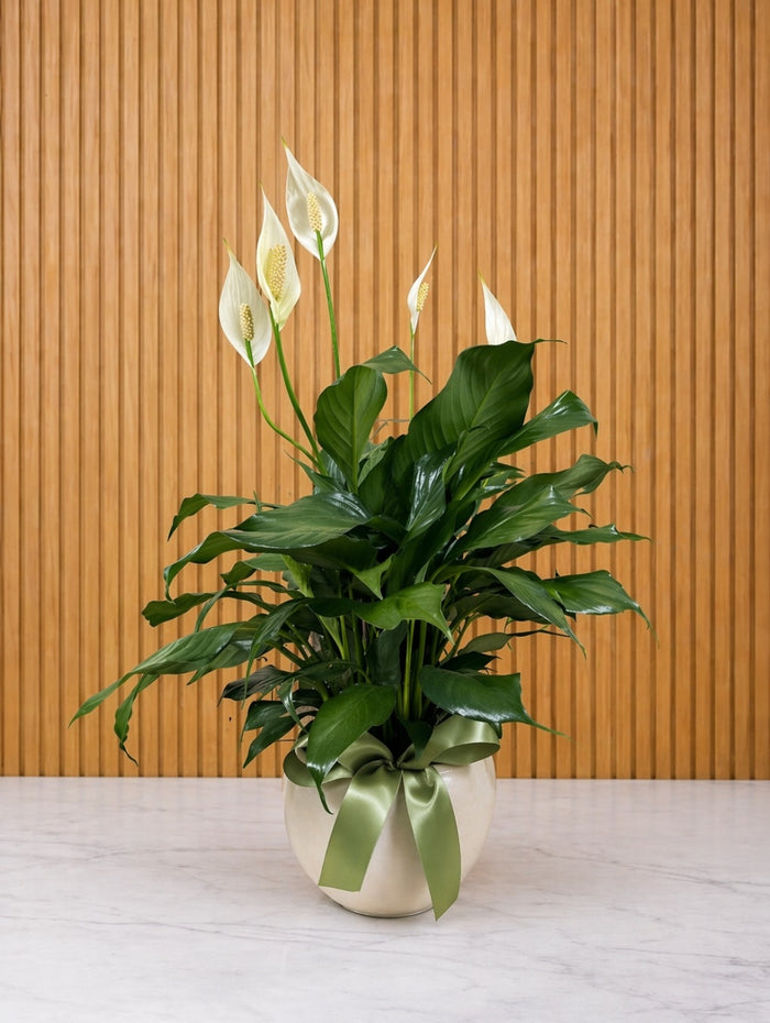 PLA082 Plante élégante au look nature