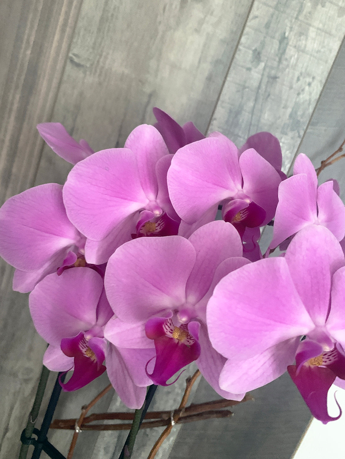 Springtime orchid plant