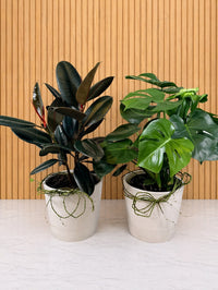 PLA106 Plante verte à offrir 