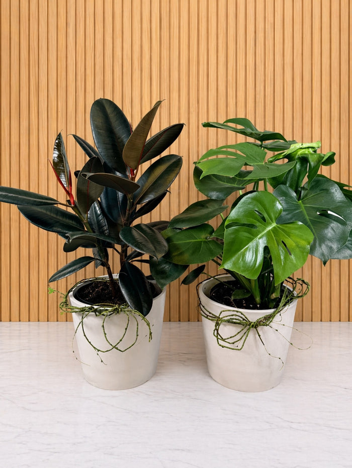 PLA106 Plante verte à offrir 