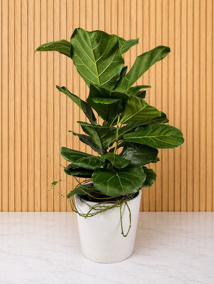 PLA106 Plante verte à offrir