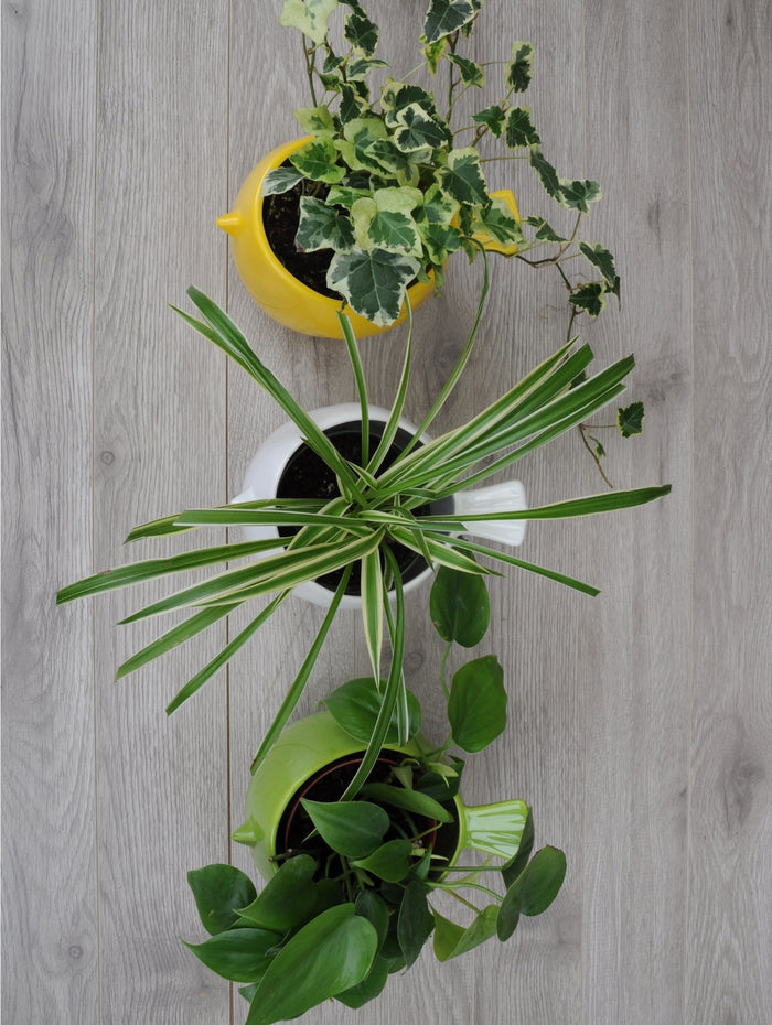 PLA108 nid de verdure