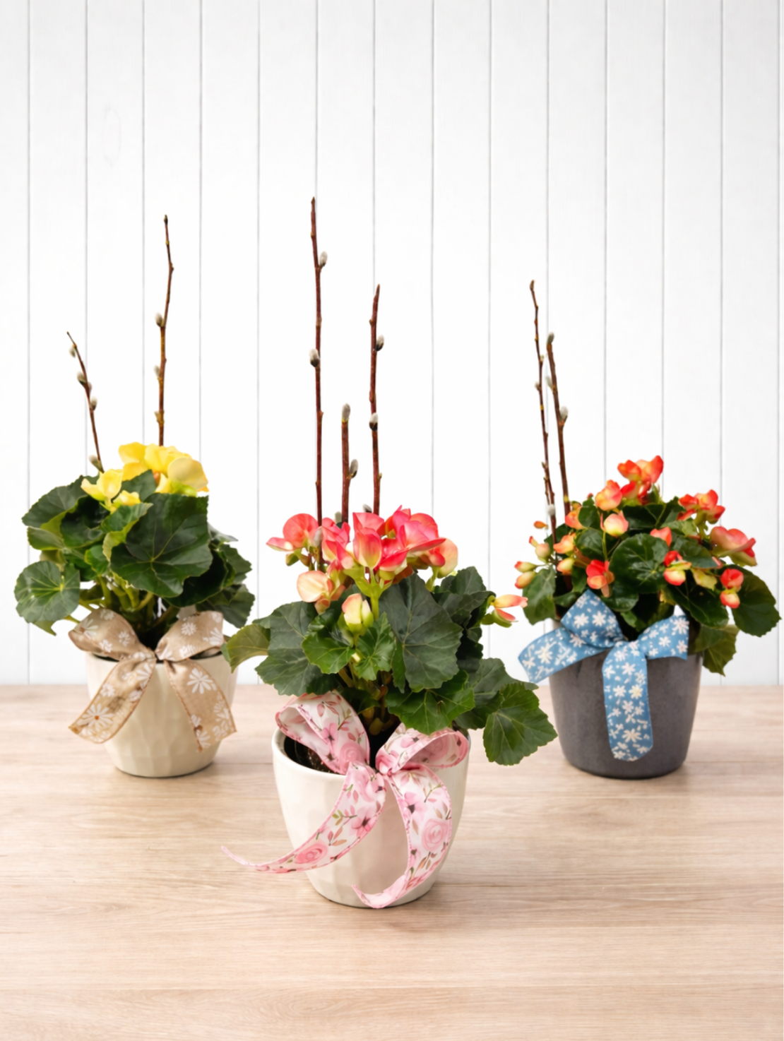 Well-decorated begonia