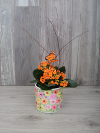 Plante fleurie et colorée