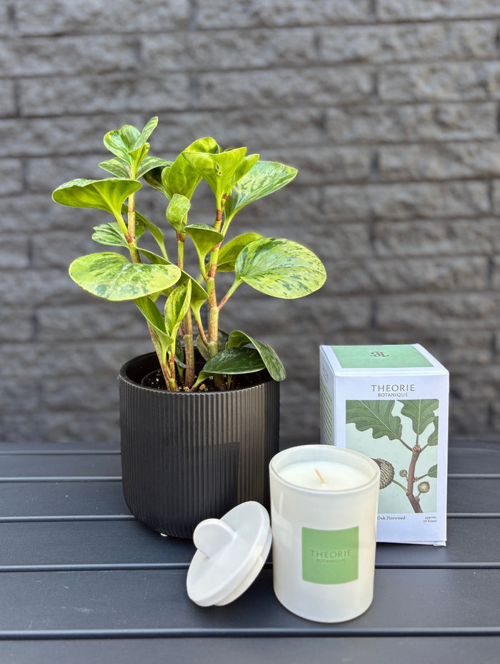 PLA118 plante de bureau en cadeau