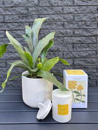 PLA118 plante de bureau en cadeau