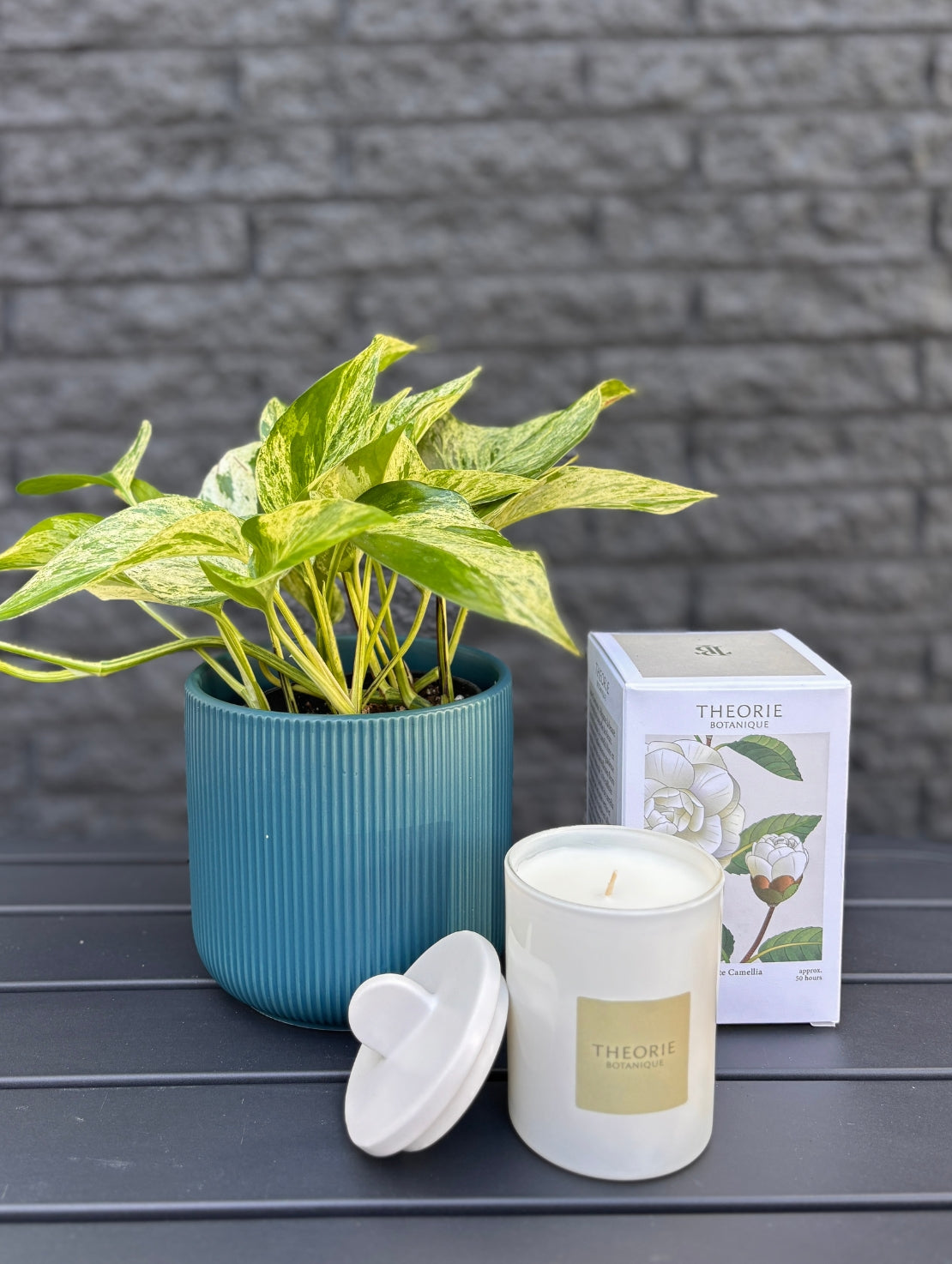PLA118 plante de bureau en cadeau