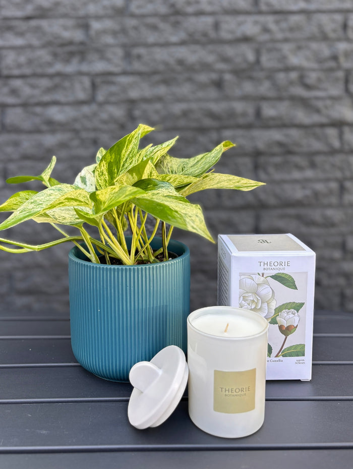 PLA118 plante de bureau en cadeau