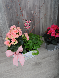 Jardinière de plantes pour la terrasse