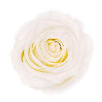 Rose eternelle blanc pur