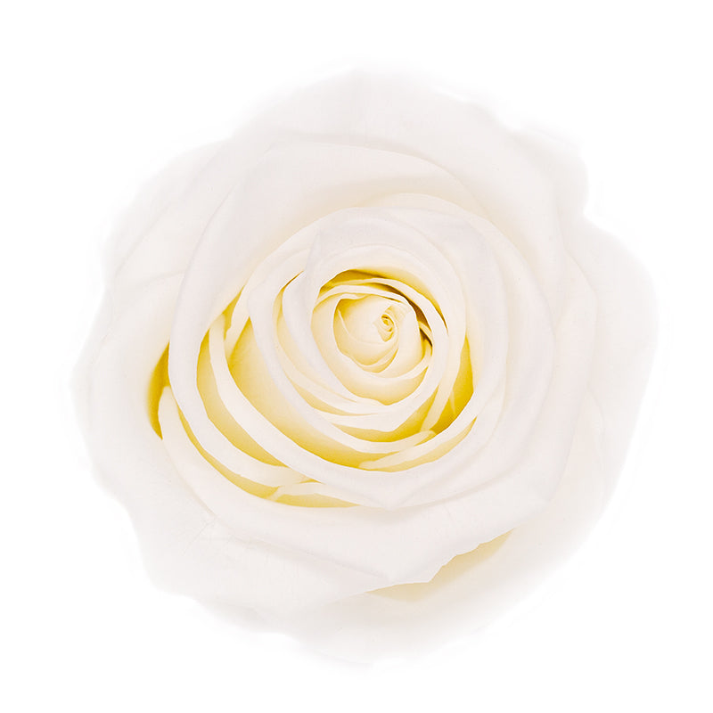 Rose eternelle blanc pur
