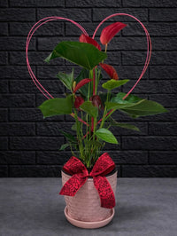 VAL001 Amoureux de plantes