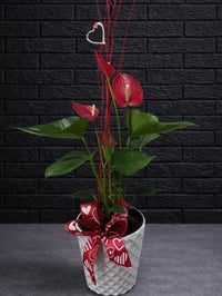 VAL001 Amoureux de plantes