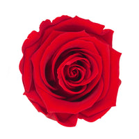 Rose eternelle rouge vibrant
