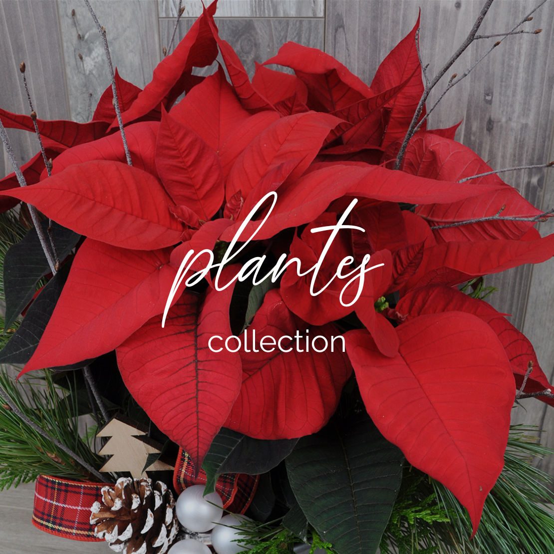 Collection plantes