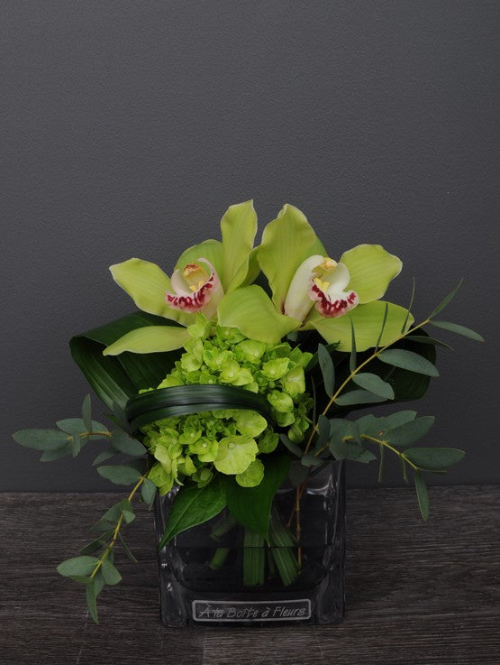 Orchidées En Simplicité
